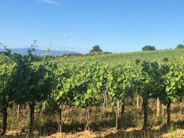 Montepulciano