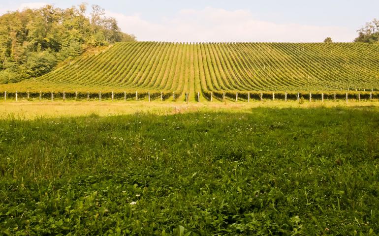 Ghemme Vineyard