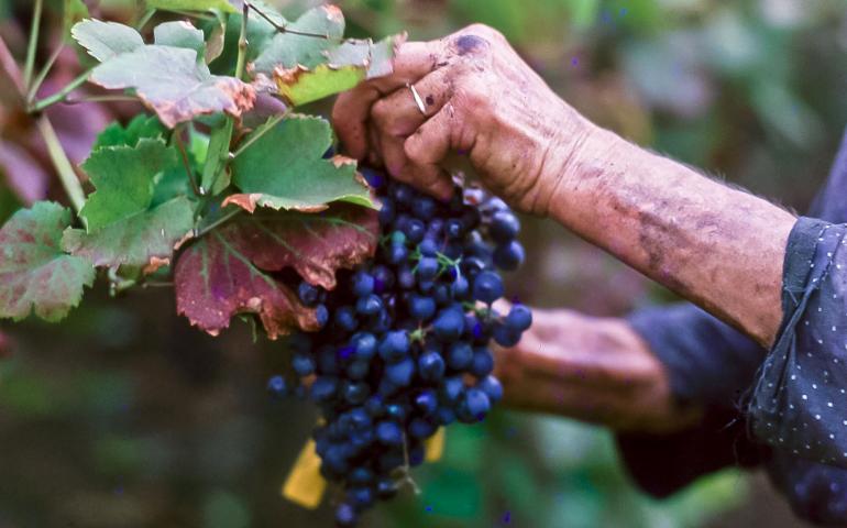 Brunello di Montalcino